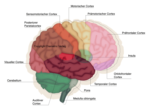 Gehirn